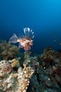 Lionfish and coral reef in the Red Sea. Royalty Free Stock Photo