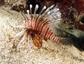 Lionfish or devil firefish,roatan,honduras Royalty Free Stock Photo