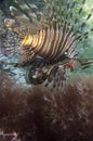 Lionfish fish in bottom algae Royalty Free Stock Photo