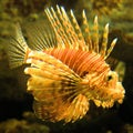 Lionfish genus Pterois Royalty Free Stock Photo