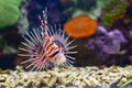 Lionfish is a group of poisonous marine fish species incorporated in the genus Pterois Royalty Free Stock Photo