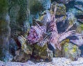 Lionfish head a closeup from the front a dangerous and venemous aquarium pet from the tropical ocean Royalty Free Stock Photo