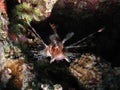 Lionfish hiding in the shadow of corals. Royalty Free Stock Photo