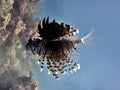 Lionfish Hovering