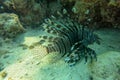 Lionfish hunting just below the surface. Underwater photo. Common Lionfish has a specific name Pterois volitans. Shot from the Royalty Free Stock Photo