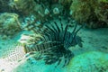 Lionfish hunting just below the surface. Underwater photo. Common Lionfish has a specific name Pterois volitans. Shot from the Royalty Free Stock Photo