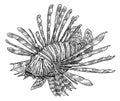 Lionfish illustration, drawing, engraving, ink, line art, vector Royalty Free Stock Photo