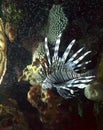 Lionfish - Invasive Species in the Caribbean