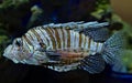 Lionfish in the Kogalym Oceanarium in Western Siberia Royalty Free Stock Photo