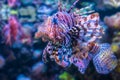 Poison Lion Fish against Blurred Background Royalty Free Stock Photo