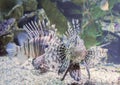 Lionfish marine life underwater animal portrait of a dangerous and toxic aquarium fish pet