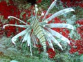 Lionfish Are Considered an Invasive Species in the Caribbean Sea