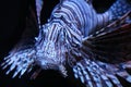 lionfish Royalty Free Stock Photo