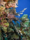 Lionfish over coral reef Royalty Free Stock Photo