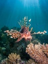 Lionfish over coral reef with sun beams Royalty Free Stock Photo