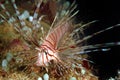 Lionfish, Perhentian Island, Terengganu Royalty Free Stock Photo