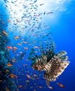 Lionfish