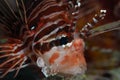 Lionfish portrait