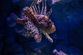 Lionfish Pterois in aquarium Royalty Free Stock Photo