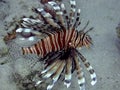 Lionfish (Pterois miles) Royalty Free Stock Photo