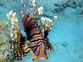 Lionfish (Pterois miles) Royalty Free Stock Photo