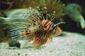 Lionfish