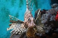 Lionfish (Pterois mombasae)