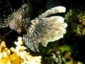 Lionfish (Pterois volitans) Royalty Free Stock Photo