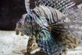 Lionfish Pterois volitans in aquarium, also known as a turkeyfish Royalty Free Stock Photo