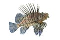 Lionfish or Pterois volitans coral reef tropical fish,Lionfish h