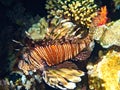 Lionfish (Pterois volitans) of Red Sea