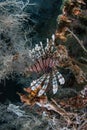 Lionfish 5