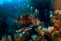 Lionfish in the red sea in egypt