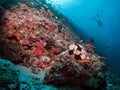 Lionfish and reef view