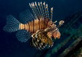 Lionfish from the side Royalty Free Stock Photo