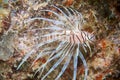 Lionfish in south Florida Royalty Free Stock Photo