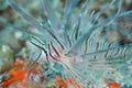 Lionfish in south Florida Royalty Free Stock Photo