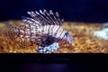 Striped salt water lionfish passing by