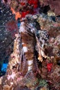 Lionfish swimming around a coral reef under the sea Royalty Free Stock Photo