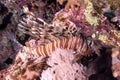 Lionfish swimming around a coral reef under the sea Royalty Free Stock Photo