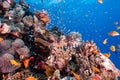 Lionfish swimming around a sharp textured coral reef under the sea Royalty Free Stock Photo