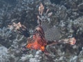 Lionfish swimming around a sharp textured coral reef under the sea Royalty Free Stock Photo