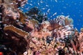 Lionfish swimming around a sharp textured coral reef under the sea Royalty Free Stock Photo