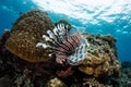 Lionfish Swimming Over Reef