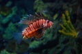 Lionfish swimming in water