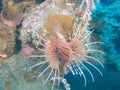 A lionfish swims upside down on the wreck of the liberty in bali Royalty Free Stock Photo