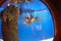 Lionfish in Tank