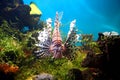 Lionfish in tropical aquarium Royalty Free Stock Photo