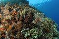 Lionfish on a tropical coral reef in the Red Sea Royalty Free Stock Photo