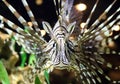 Lionfish at tropical paradise caribbean island Royalty Free Stock Photo